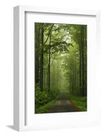 Beech Forest, Erzgebirge, Saxony, Germany, Europe-Jochen Schlenker-Framed Photographic Print