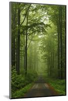 Beech Forest, Erzgebirge, Saxony, Germany, Europe-Jochen Schlenker-Mounted Photographic Print