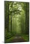 Beech Forest, Erzgebirge, Saxony, Germany, Europe-Jochen Schlenker-Mounted Photographic Print