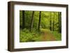 Beech Forest, Erzgebirge, Saxony, Germany, Europe-Jochen Schlenker-Framed Photographic Print