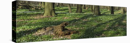 Beech Forest, Fagus Sylvatica, Wood Anemones, Anemone Nemorosa, Spring-Andreas Keil-Stretched Canvas