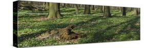 Beech Forest, Fagus Sylvatica, Wood Anemones, Anemone Nemorosa, Spring-Andreas Keil-Stretched Canvas