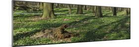 Beech Forest, Fagus Sylvatica, Wood Anemones, Anemone Nemorosa, Spring-Andreas Keil-Mounted Photographic Print