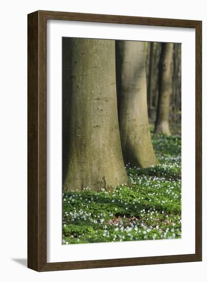 Beech Forest, Fagus Sylvatica, Wood Anemones, Anemone Nemorosa, Spring-Andreas Keil-Framed Photographic Print