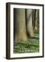 Beech Forest, Fagus Sylvatica, Wood Anemones, Anemone Nemorosa, Spring-Andreas Keil-Framed Photographic Print