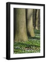 Beech Forest, Fagus Sylvatica, Wood Anemones, Anemone Nemorosa, Spring-Andreas Keil-Framed Photographic Print