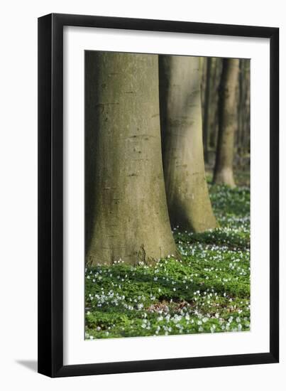 Beech Forest, Fagus Sylvatica, Wood Anemones, Anemone Nemorosa, Spring-Andreas Keil-Framed Photographic Print