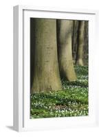 Beech Forest, Fagus Sylvatica, Wood Anemones, Anemone Nemorosa, Spring-Andreas Keil-Framed Photographic Print