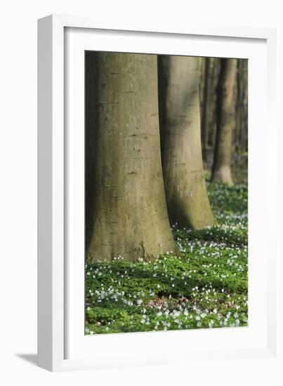 Beech Forest, Fagus Sylvatica, Wood Anemones, Anemone Nemorosa, Spring-Andreas Keil-Framed Photographic Print