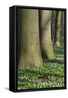 Beech Forest, Fagus Sylvatica, Wood Anemones, Anemone Nemorosa, Spring-Andreas Keil-Framed Stretched Canvas