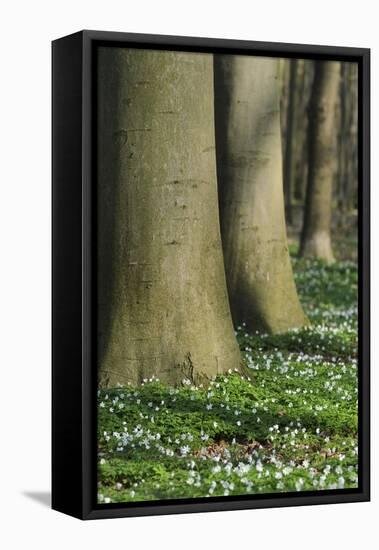 Beech Forest, Fagus Sylvatica, Wood Anemones, Anemone Nemorosa, Spring-Andreas Keil-Framed Stretched Canvas