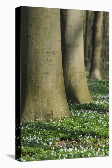 Beech Forest, Fagus Sylvatica, Wood Anemones, Anemone Nemorosa, Spring-Andreas Keil-Stretched Canvas