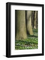 Beech Forest, Fagus Sylvatica, Wood Anemones, Anemone Nemorosa, Spring-Andreas Keil-Framed Photographic Print