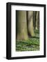 Beech Forest, Fagus Sylvatica, Wood Anemones, Anemone Nemorosa, Spring-Andreas Keil-Framed Photographic Print