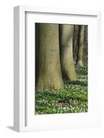 Beech Forest, Fagus Sylvatica, Wood Anemones, Anemone Nemorosa, Spring-Andreas Keil-Framed Photographic Print