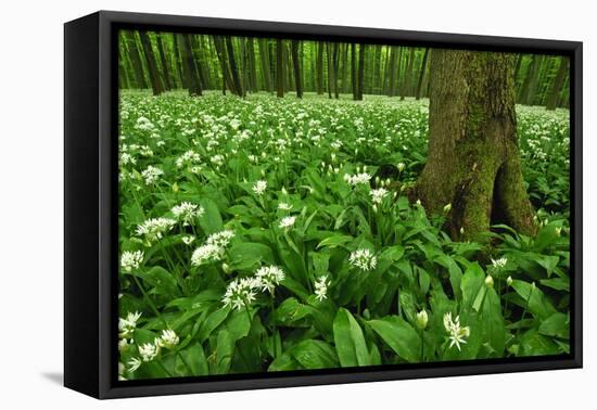 Beech-Forest, Forest-Ground, Bear-Leek-Raimund Linke-Framed Stretched Canvas