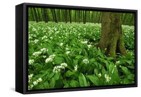 Beech-Forest, Forest-Ground, Bear-Leek-Raimund Linke-Framed Stretched Canvas