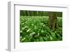 Beech-Forest, Forest-Ground, Bear-Leek-Raimund Linke-Framed Photographic Print