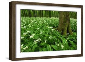 Beech-Forest, Forest-Ground, Bear-Leek-Raimund Linke-Framed Photographic Print