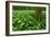 Beech-Forest, Forest-Ground, Bear-Leek-Raimund Linke-Framed Photographic Print