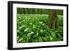 Beech-Forest, Forest-Ground, Bear-Leek-Raimund Linke-Framed Photographic Print