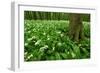 Beech-Forest, Forest-Ground, Bear-Leek-Raimund Linke-Framed Photographic Print