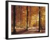 Beech Forest, Forest Road, Autumn-Thonig-Framed Photographic Print