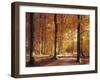 Beech Forest, Forest Road, Autumn-Thonig-Framed Photographic Print