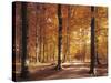 Beech Forest, Forest Road, Autumn-Thonig-Stretched Canvas