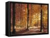 Beech Forest, Forest Road, Autumn-Thonig-Framed Stretched Canvas