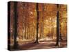 Beech Forest, Forest Road, Autumn-Thonig-Stretched Canvas