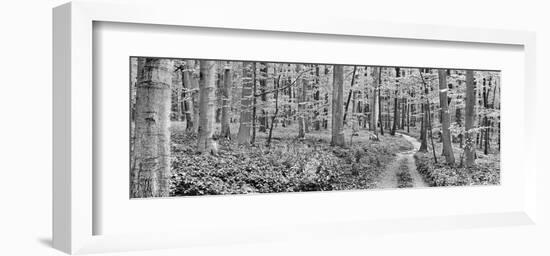 Beech forest, Germany-Frank Krahmer-Framed Art Print