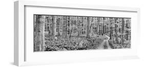 Beech forest, Germany-Frank Krahmer-Framed Art Print