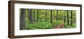 Beech forest, Germany-Frank Krahmer-Framed Art Print