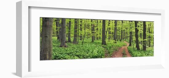 Beech forest, Germany-Frank Krahmer-Framed Art Print