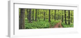 Beech forest, Germany-Frank Krahmer-Framed Art Print