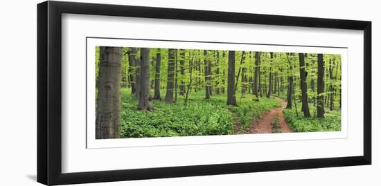 Beech forest, Germany-Frank Krahmer-Framed Art Print