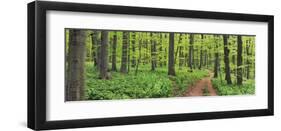 Beech forest, Germany-Frank Krahmer-Framed Art Print