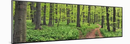 Beech forest, Germany-Frank Krahmer-Mounted Art Print