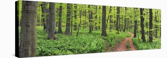 Beech forest, Germany-Frank Krahmer-Stretched Canvas