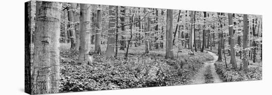Beech forest, Germany-Frank Krahmer-Stretched Canvas