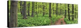 Beech forest, Germany-Frank Krahmer-Stretched Canvas