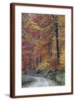 Beech Forest in Autumn Colour-null-Framed Photographic Print