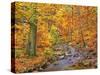 Beech forest in autumn, Ilse Valley, Germany-Frank Krahmer-Stretched Canvas