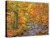 Beech forest in autumn, Ilse Valley, Germany-Frank Krahmer-Stretched Canvas