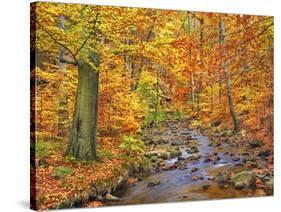 Beech forest in autumn, Ilse Valley, Germany-Frank Krahmer-Stretched Canvas