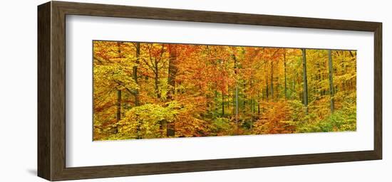 Beech forest in autumn, Kassel, Germany-Frank Krahmer-Framed Art Print