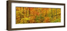 Beech forest in autumn, Kassel, Germany-Frank Krahmer-Framed Art Print