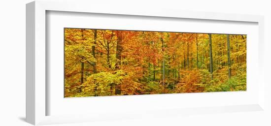 Beech forest in autumn, Kassel, Germany-Frank Krahmer-Framed Art Print