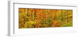 Beech forest in autumn, Kassel, Germany-Frank Krahmer-Framed Art Print